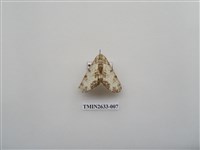 藏品(尺蛾159)的圖片